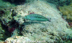 Fish on the Inside Reef at Lauderdale by the Sea by Michael Kovach 